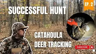 EP. 2 | SUCCESSFUL Hunt (w/ Hunting Pressure!!)  | Catahoula Tracking & Recovery
