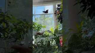 the butterfly exhibit at the pacific science center in seattle is beautiful