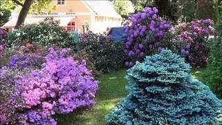 Rhododendron im Kromlauer Park.mp4