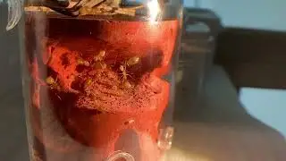 Golden Turkish Archback Ants Move: From Humidity Crisis to New Home Settlement