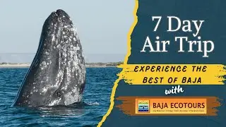 Ultimate Gray Whale Watching Trip in Baja California Sur | Loreto & San Ignacio Lagoon