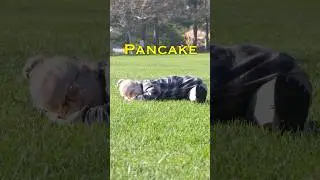 Pancake Tutorial #stayflexy