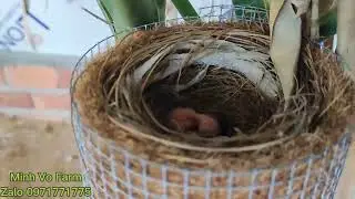 Tiếp tục cho trống bạch đi chịch dạo v&agrave; gh&eacute;p trống gấu tr&uacute;c v&agrave;o m&aacute;i gen đại b&agrave;ng.