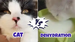 How to keep cats hydrated? || Tips to keep cats hydrated || Cat dehydration solution