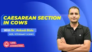 Caesarean Section In Cows | By Dr. Ankesh Bisla | Wise IAS