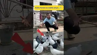 kabutaron ko nahla diya 🕊️💦 #pigeon #kabootarloft05 #kabutarbazi #pigeonminivlog #petlover