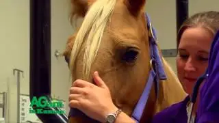 AGam in Kansas - Coughing in Horses, Causes and Treatments - July 14, 2016