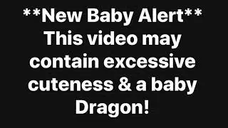 Baby Dragon Alert!