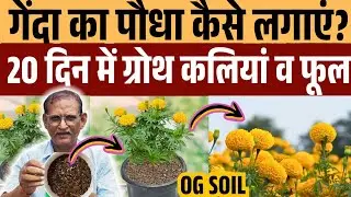गमले मे गेंदे के फूल कैसे लगाए?|How to grow Mariegold in pots?OG soil mixture for plants|Genda phool