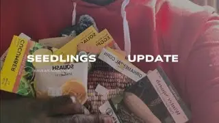 🌱 Seedling Updates & My Seed Haul Addiction! 😅 | Zucchini, Okra, Squash & More