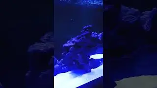Drake Chris brown not you too saltwater aquarium