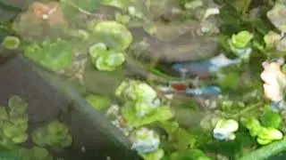 Chinese danio's gaan los