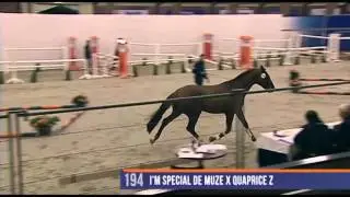 im special v Im special de muze stallion 2013