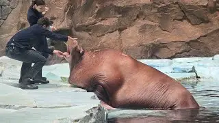 Walrus feeding