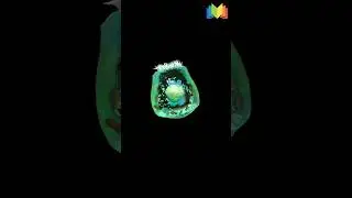 Parietal Cell 3d Reconstruction!