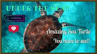 75|Silicone flower inlay- large turtle mold=Spectacular! #resin