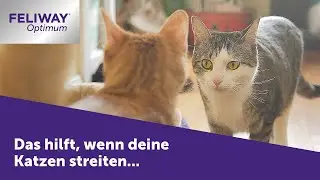 Katzen streiten sich - FELIWAY Optimum hilft, wenn deine Katzen sich streiten
