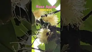Rose Apple (জামরুল)#rpmtheexplorer #rpm #explorer #nature #naturelover #roseapple #flowers #jamrul
