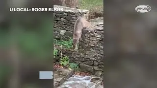 Stealthy bobcat climbs rock wall in Exeter