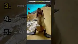 THE BEST sea lion moments