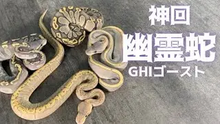 【神回確定】ボールパイソンGHIゴーストで特集組んでみたら神回になった件について。