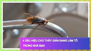 4 dấu hiệu cho thấy gián đang làm tổ trong nhà bạn