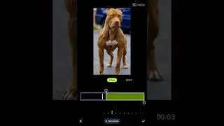 пидбуль🤩