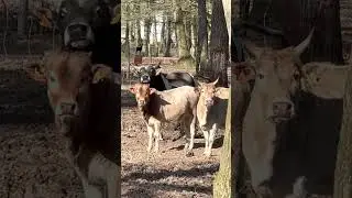 Монстры, дикие #vlog #vlogs #videos #blogger #video #shorts #shortvideo #viral #viralvideo #YouTube