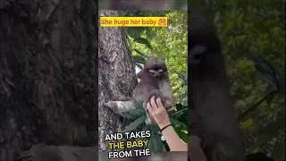 Sloth is reunited with her baby: a heart-melting moment. 🦥💖#shorts