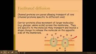 2.1.5. Biological membranes di) The movement of molecules across membranes