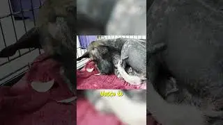 Rejected Dog Recovery Journey #shorts #BaliRescueDogSquad #transformation