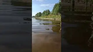 I Put a Camera Underwater and Saw THIS! #karpfen #carpfishing #angeln #fishing #рыбалка #карпфишинг