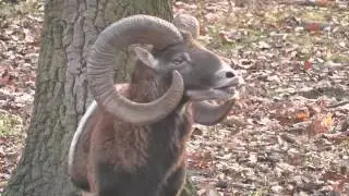 watching a mouflon
