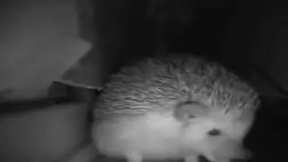 hedgehog sneeze.mp4