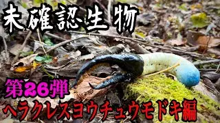 【未確認生物】ヘラクレスヨウチュウモドキ見つけるまで帰れません！！！！