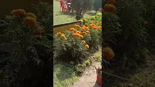 beautiful flowers of winter season