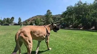 Cash 2.0 Great Dane at the Laguna Beach Dog Park 2023