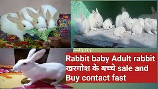 rabbit sale rabbit baby buy and sale rabbit shopping rabbit online order