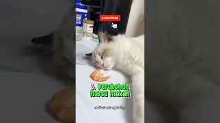 Apa Ciri-ciri Kucing Sakit? 😿🐈 #shorts #kucing #kucinglucu #shortsfeed