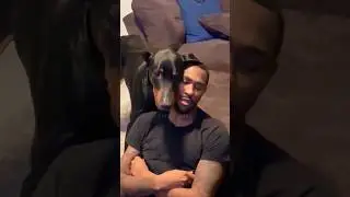 Clingy dogs🐶🤣 #funny #funnyanimals #dogs