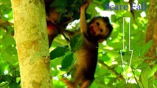 MILLION SCREAM & SCARE | Heart Touching To See Baby Daniela Cries Loudly Nearly Fall Down.