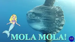 MERMAID MINUTE #18: MOLA MOLA with Mermaid Linden - For Kids! Meet a Real  Mermaid!