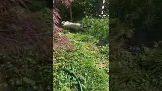 Bengal cats on a walk | Reginamur Bengal Cat&rsquo;s Cattery | Bengal Kittens for sale