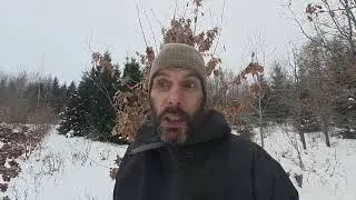 Kāpēc daļa ozolu patur  lapas pa ziemu. MARCESCENCE . 