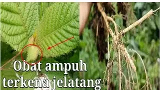 Obat ampuh saat terkena jelatang