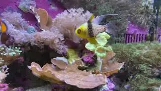 Aussie Plate coral