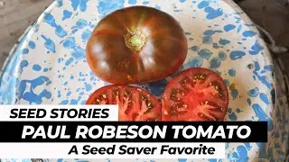 SEED STORIES | Paul Robeson Tomato: A Seed Saver Favorite
