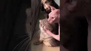 Cats and pups are drama goals no lie 😜 #cat #dog #viral #fyp #funnyvideos