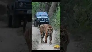 Royal King 👑 Walk Safari With Wildlifedzone #tiger #junglesafari #explore #trending #pillibhit