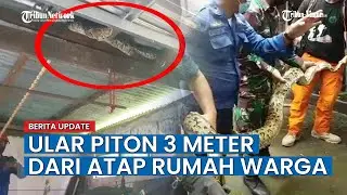 Damkar Evakuasi Ular Piton 3 Meter dari Atap Rumah Warga di Desa Lambengi Gowa